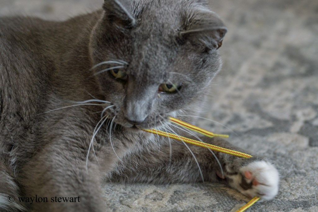 cat-playing-with-shoestring